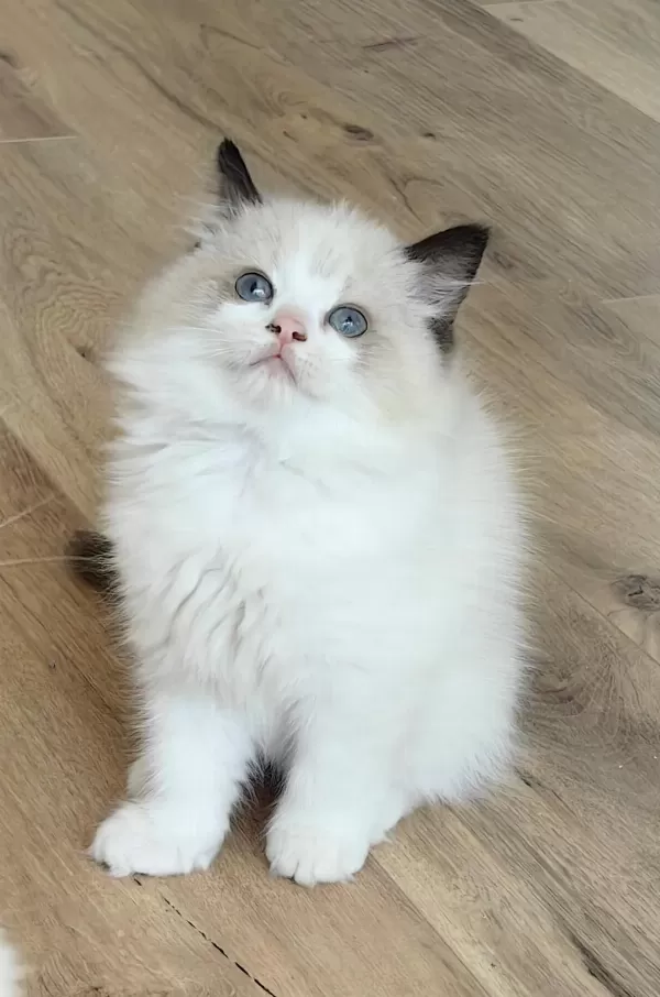 Secereli Ragdoll Yavrulari