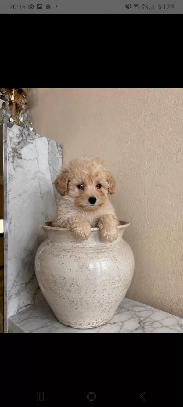 3 Buçuk Aylık Dişi Prenses Poodle