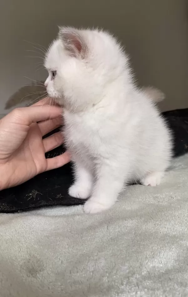 Safkan British Shorthair Chocolatte Point Erkek