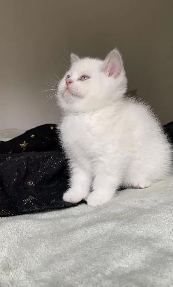 Safkan British Shorthair Chocolatte Point Erkek