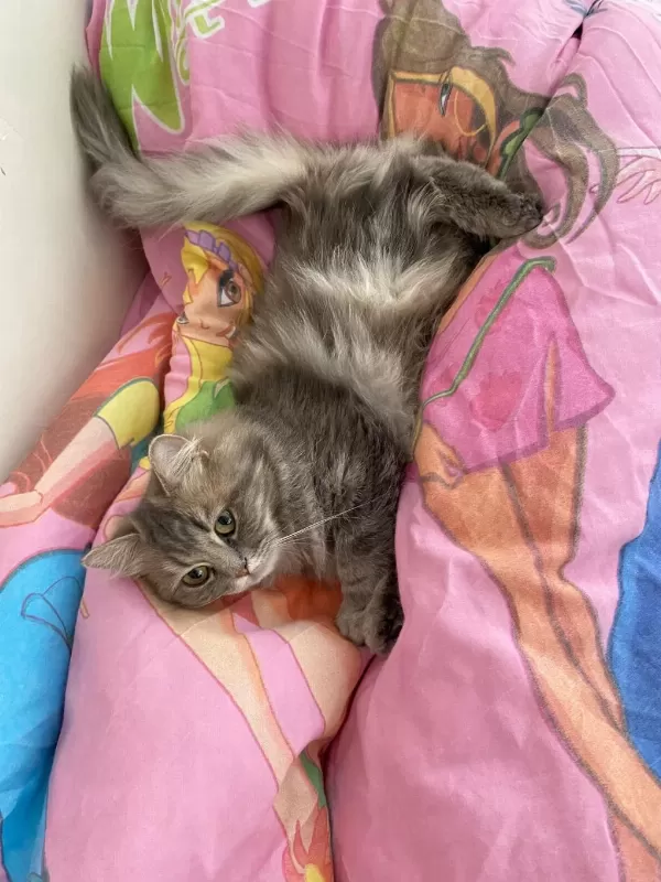 1 Buçuk Yaşında Dişi Kedimiz