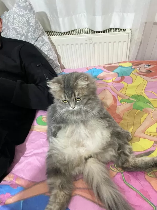 1 Buçuk Yaşında Dişi Kedimiz
