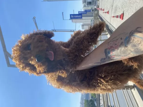 Orjinal Eğitimli Toy Poodle