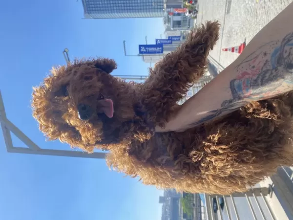 Orjinal Eğitimli Toy Poodle
