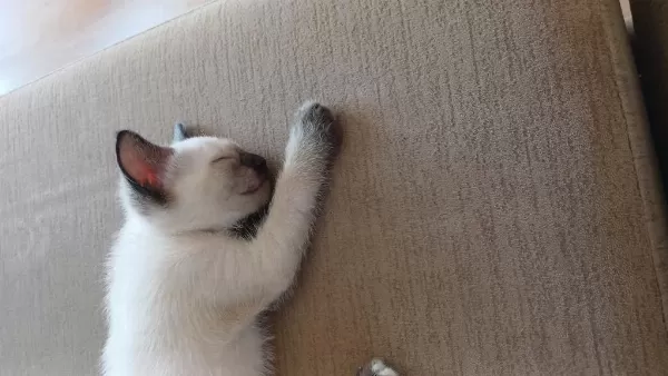 2 Kardeşler Safkan Siyam