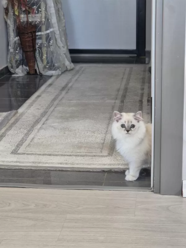 Tatlı Minik Kedilerim