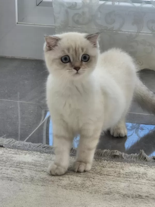 Tatlı Minik Kedilerim
