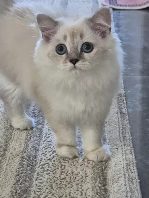 Tatlı Minik Kedilerim