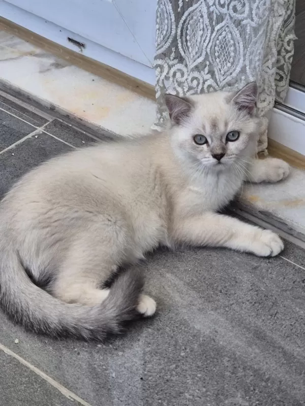 Tatlı Minik Kedilerim