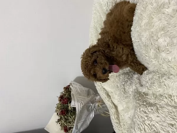 Mükemmel Toy Poodle Yavrumuz