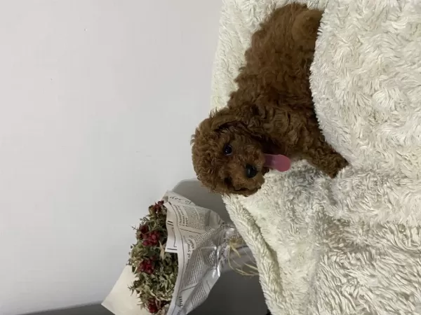Mükemmel Toy Poodle Yavrumuz