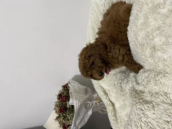 Mükemmel Toy Poodle Yavrumuz