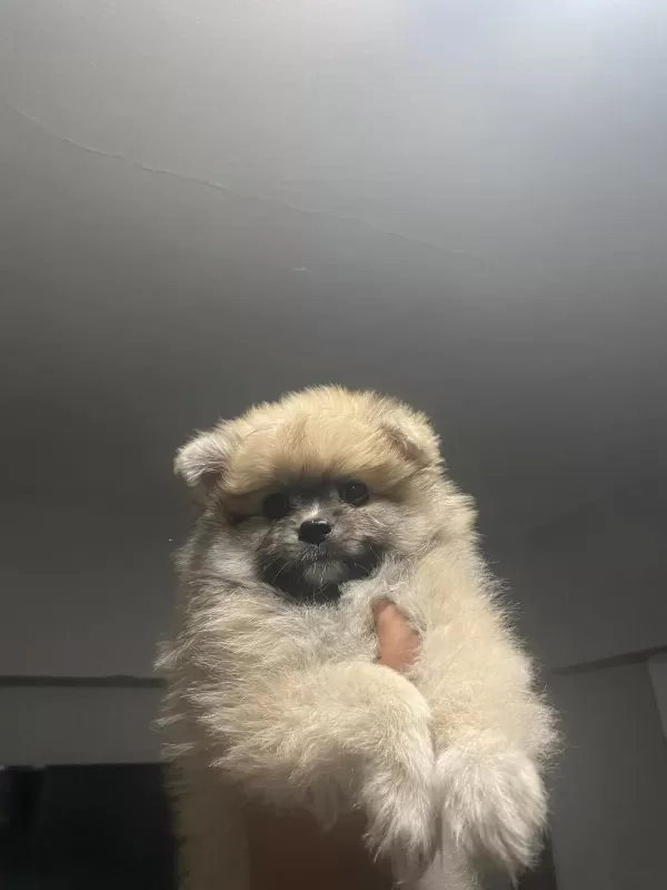 Pomeranian Dişi Yavrumuz