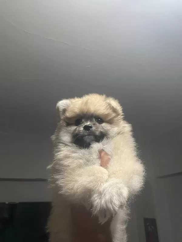 Pomeranian Dişi Yavrumuz