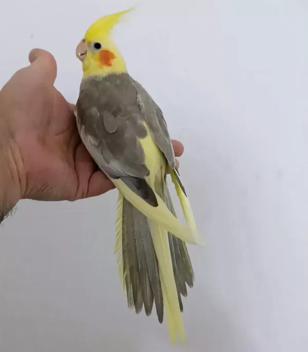 Yeni Yeme Düşen Sultan Papağanı Yavrular