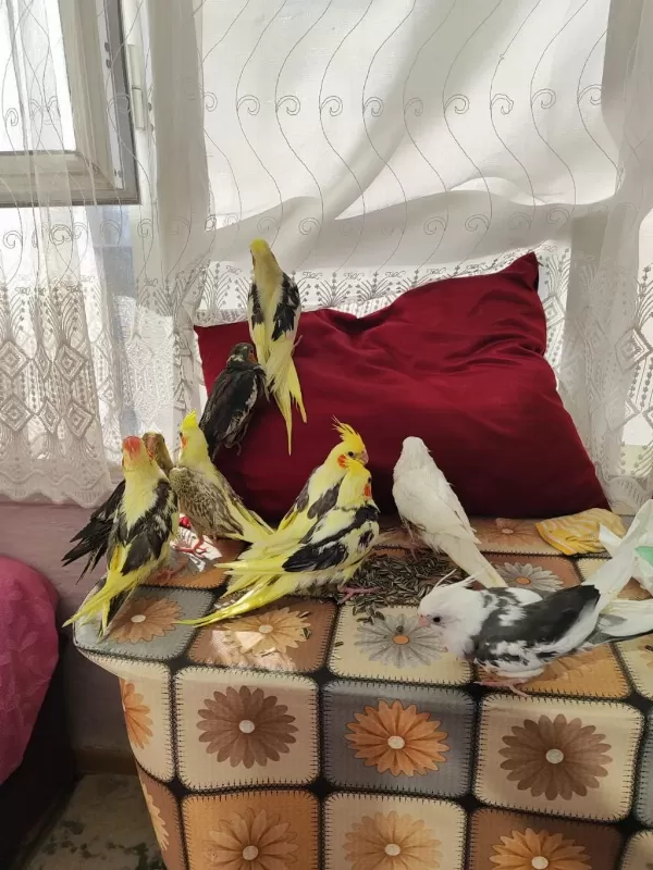 Ele Alışık Pier Grey Lutino Sultan Yavrular Yeme Düştü