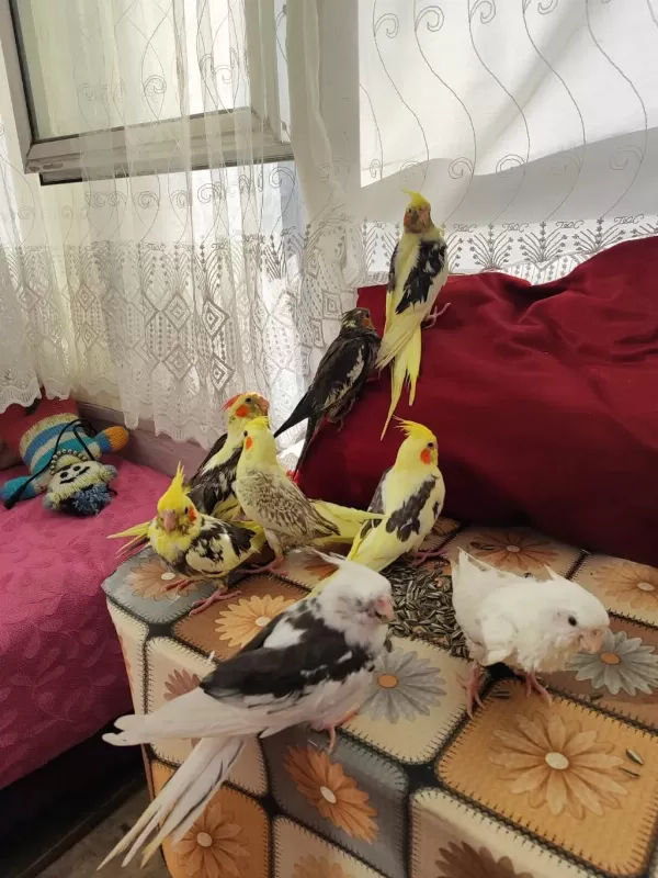 Ele Alışık Pier Grey Lutino Sultan Yavrular Yeme Düştü