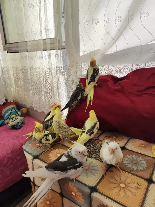 Ele Alışık Pier Grey Lutino Sultan Yavrular Yeme Düştü
