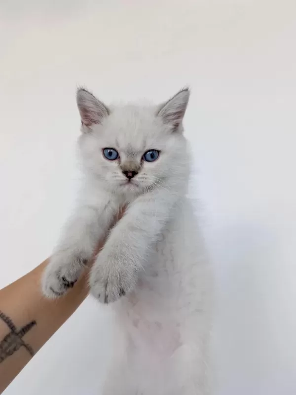 Blue Point Erkek Yavru British Shorthair