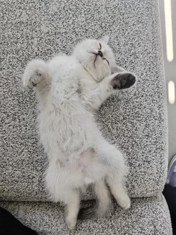 Blue Point Erkek Yavru British Shorthair