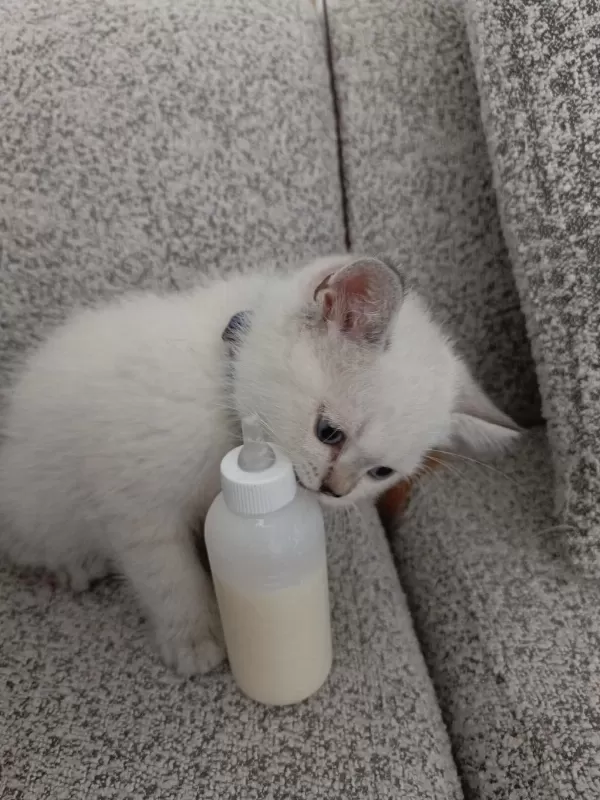 Blue Point Erkek Yavru British Shorthair
