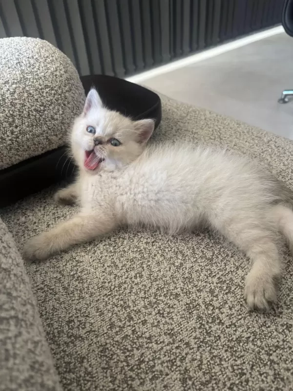 Blue Point Erkek Yavru British Shorthair