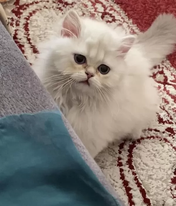 Acil Ve Ücretsiz Sahiplendirme British Longhair