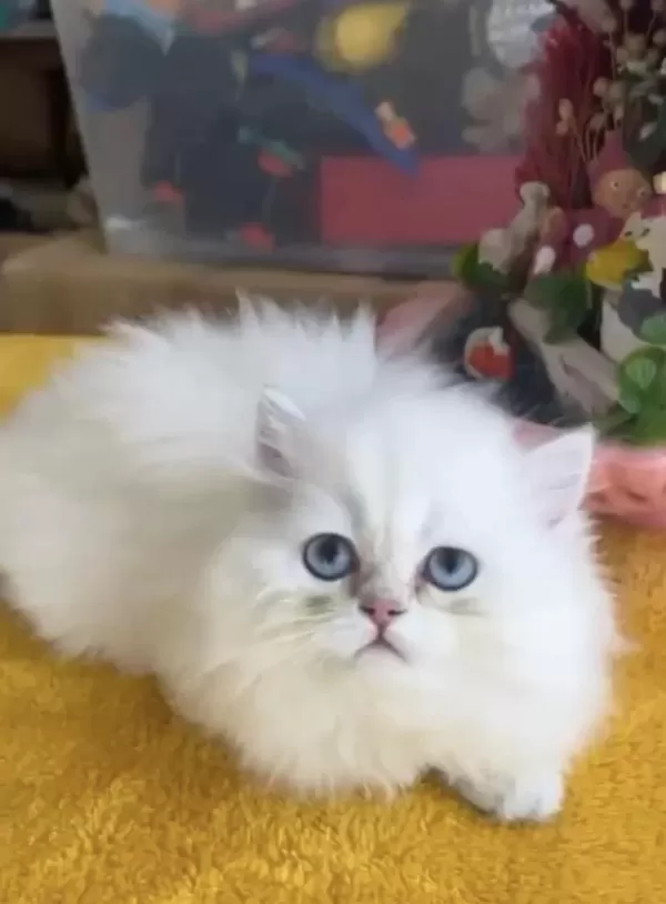 Acil Ve Ücretsiz Sahiplendirme British Longhair