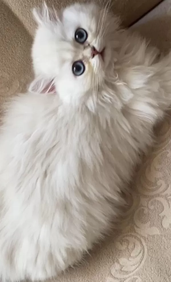 Acil Ve Ücretsiz Sahiplendirme British Longhair