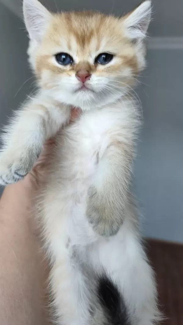 Teslime Hazır Minnoş Kedilerim