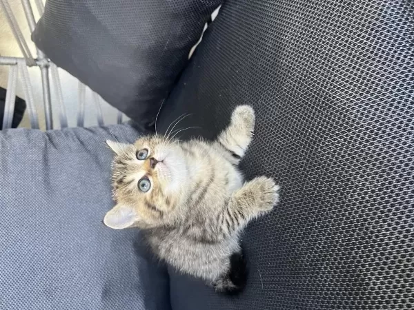 Oyuncu Erkek Bebek Kedimiz Teslime Hazır