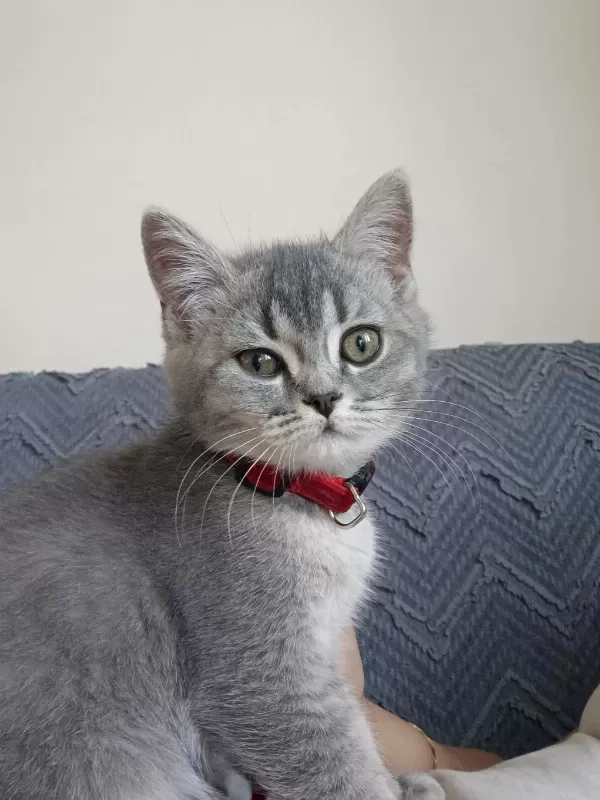 Sağlıklı 3 Aylık Kedimiz