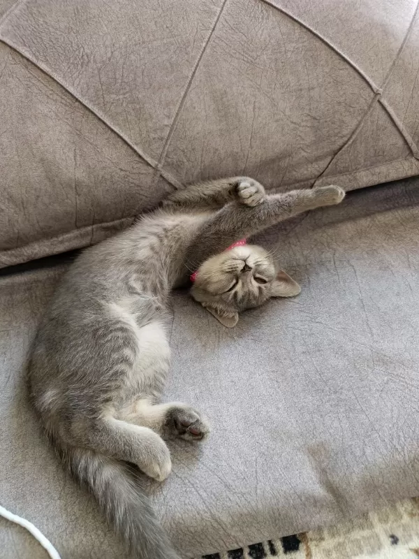 Sağlıklı 3 Aylık Kedimiz