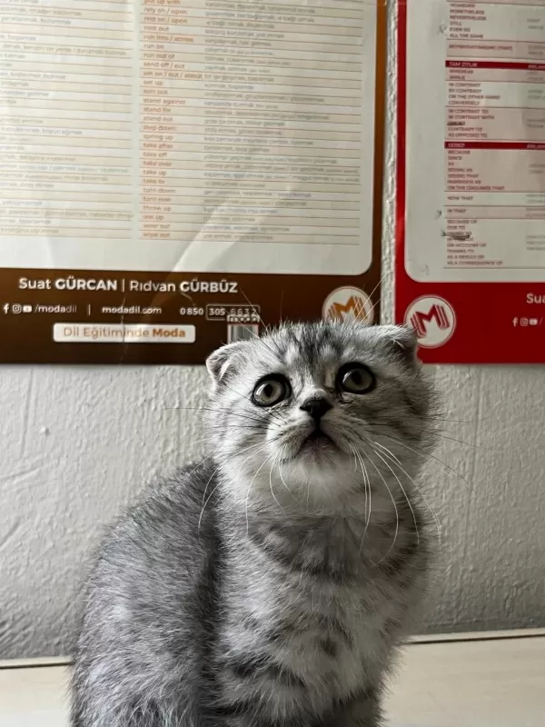 Scottish Fold Teslime Hazır