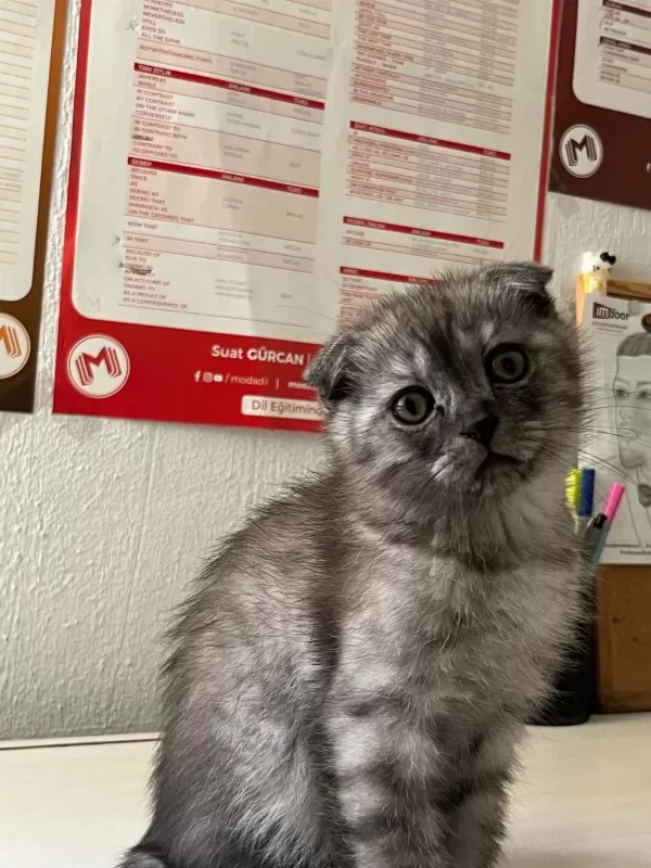 Scottish Fold Teslime Hazır