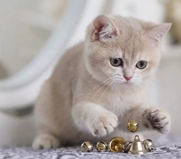 British Shorthair Lilac Gold Dişi Yavru
