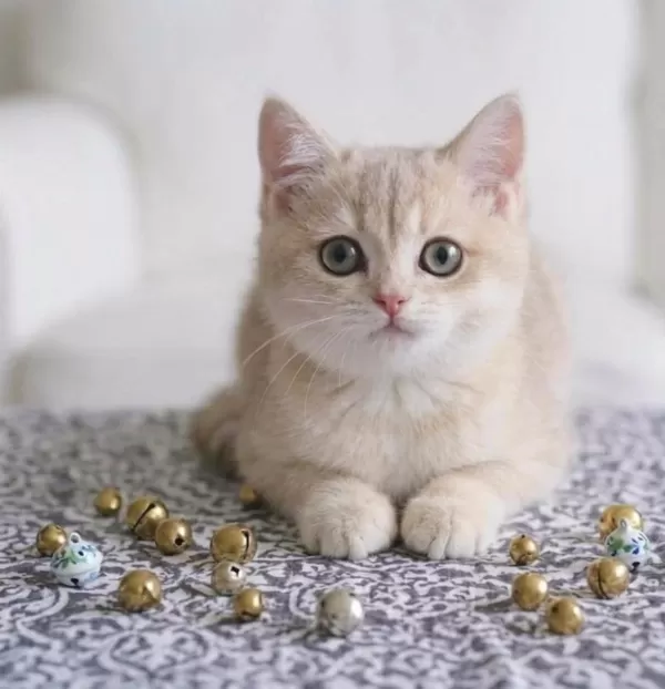 British Shorthair Lilac Gold Dişi Yavru