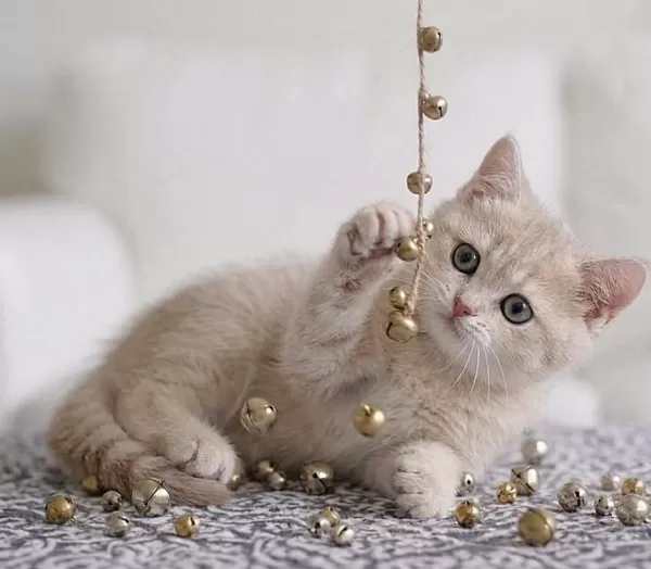 British Shorthair Lilac Gold Dişi Yavru