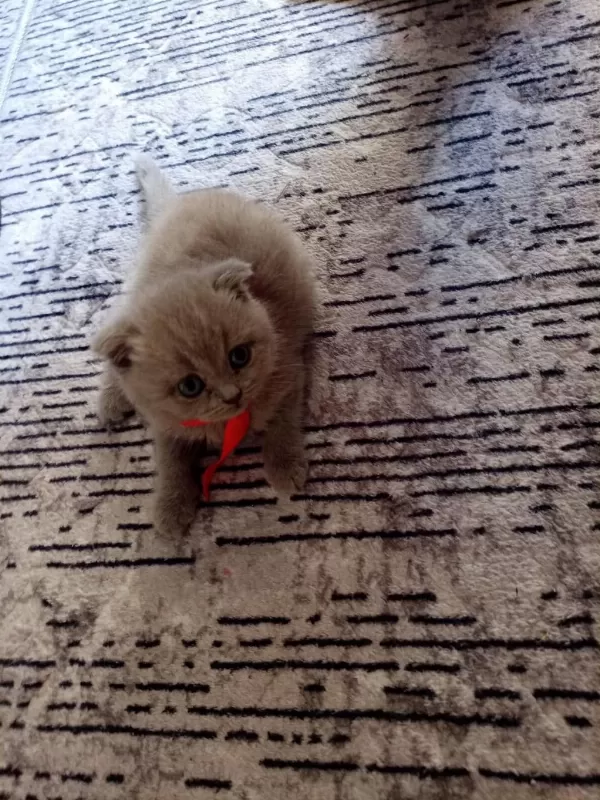 2 Aylık Scottish Fold Mia Kızım