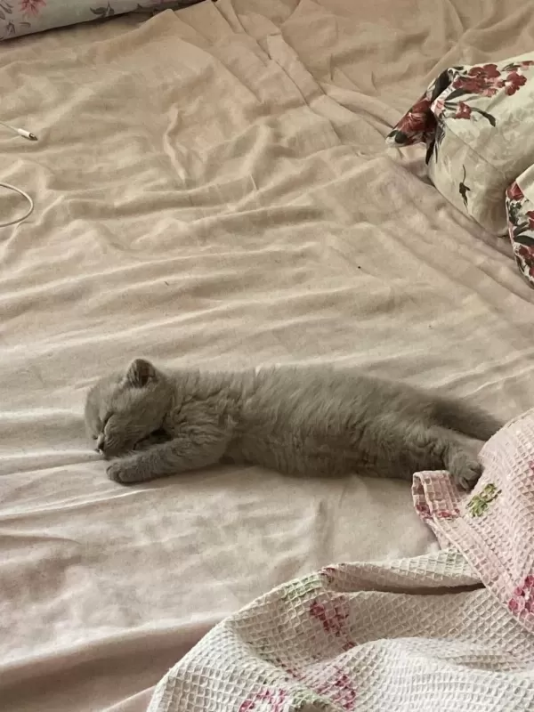 2 Aylık Scottish Fold Mia Kızım