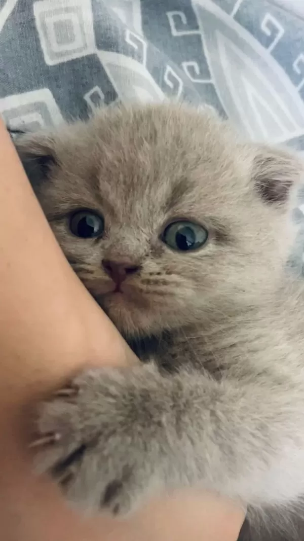 2 Aylık Scottish Fold Mia Kızım