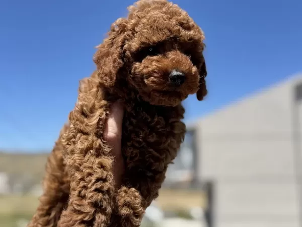 Ruhsatlı Çiftlikden Ziyarete Açık Minyatür Poodle