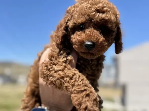 Ruhsatlı Çiftlikden Ziyarete Açık Minyatür Poodle