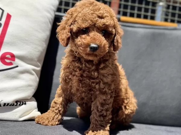 Ruhsatlı Çiftlikden Ziyarete Açık Minyatür Poodle