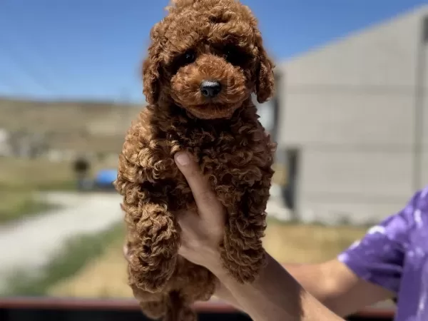 Ruhsatlı Çiftlikden Ziyarete Açık Minyatür Poodle
