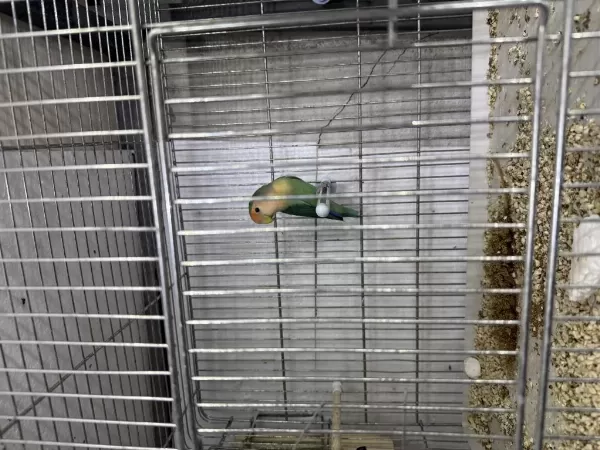Erkek Sevda Papağanımız