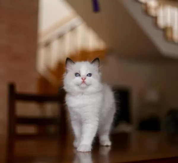 Asil Duruşlu Ragdoll