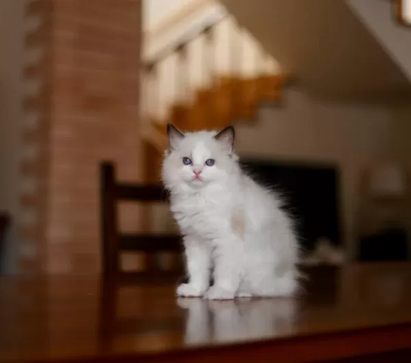 Asil Duruşlu Ragdoll