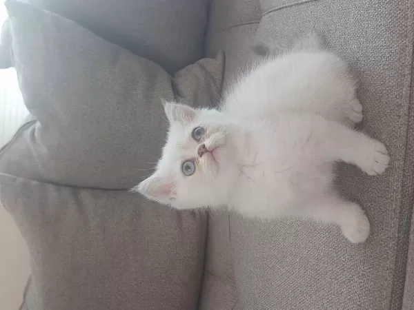 Kalite Bizde Güven Bizde Showroom Cins Kediler