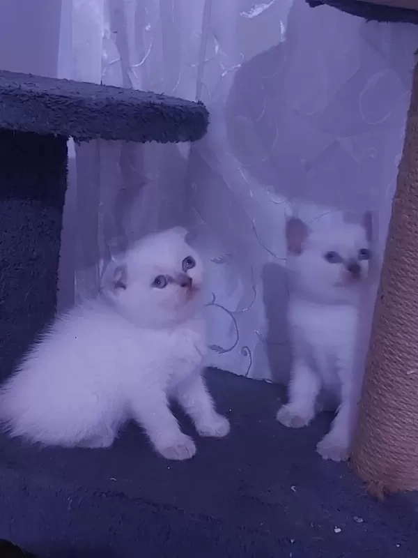 Kalite Bizde Güven Bizde Showroom Cins Kediler